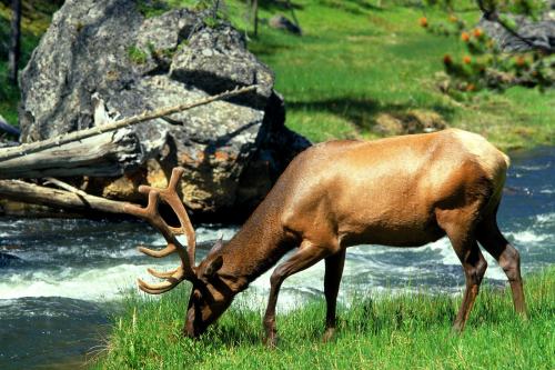2507yellowstone[4]